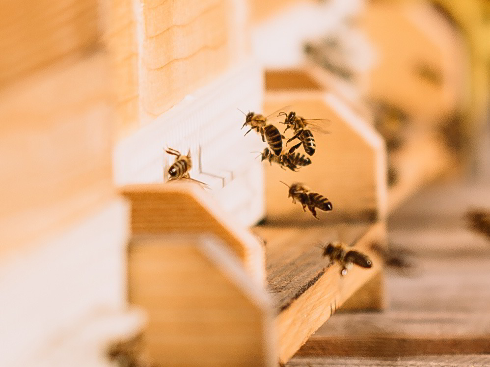 Grüne Erde-Welt Themenführung Bienen