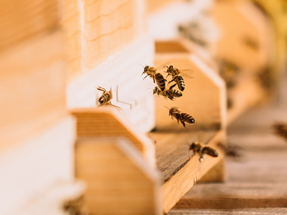 Grüne Erde-Welt Themenführung Bienen
