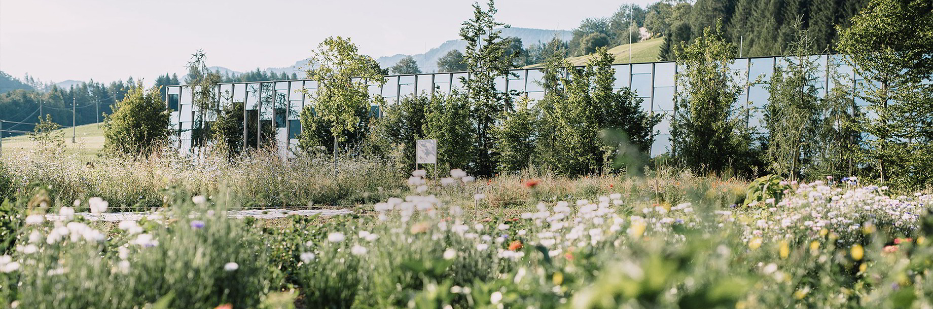 Frühling im Almtal