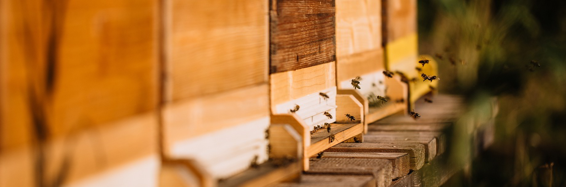 Bienenwaben
