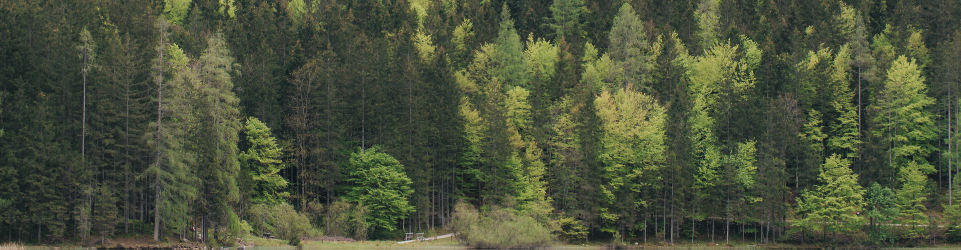 Holz aus nachhaltiger Forstwirtschaft