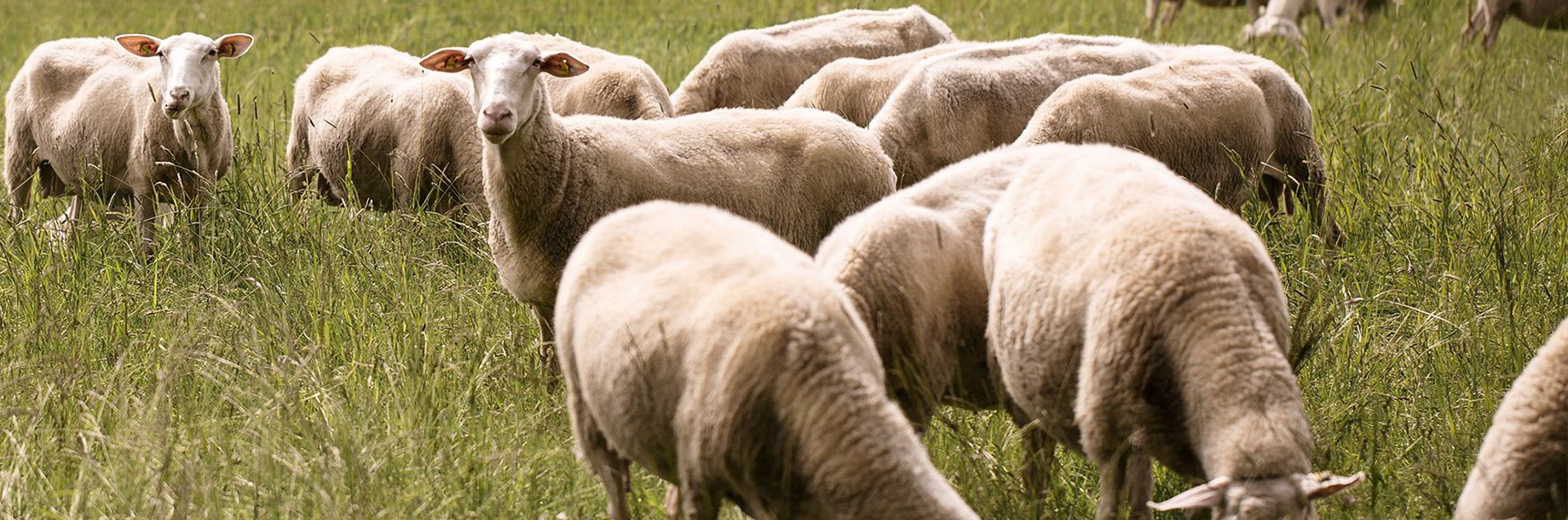 Schafschurwolle: ein Rohmaterial mit besonderen Eigenschaften