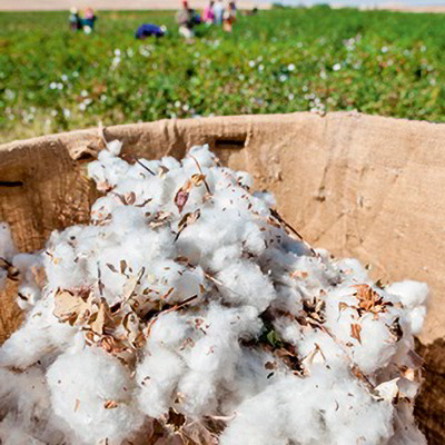 Bio-Baumwolle besser für Mensch und Umwelt