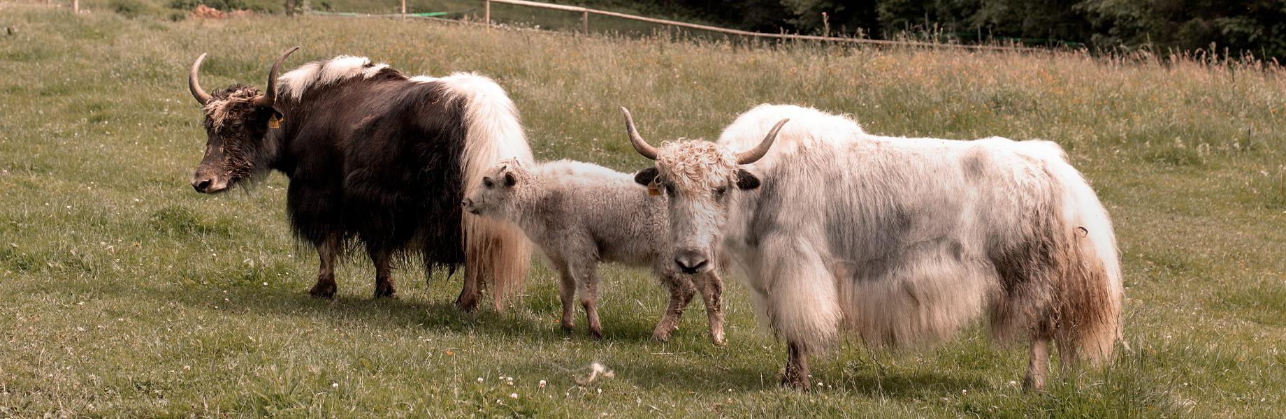 Yak und Alpaka, sowie deren Wolle