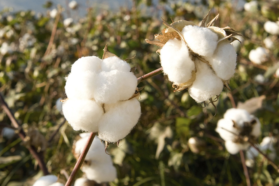 Baumwolle auf Baumwollpflanze