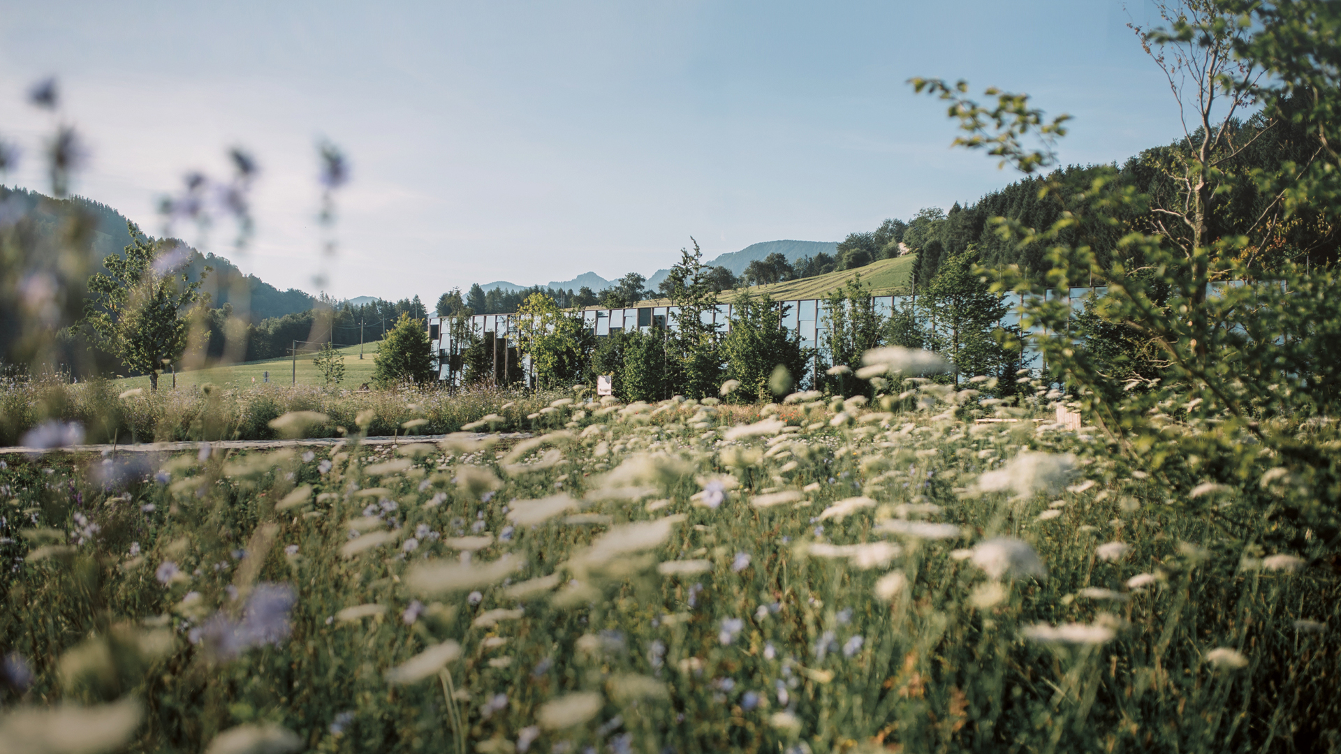 Landschaft mit Blumenwiese und Gebäuden in ruhiger, natürlicher Umgebung
