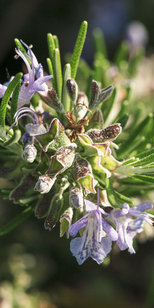 Nahaufnahme von hellvioletter Rosmarinblüte an einem grünen Zweig