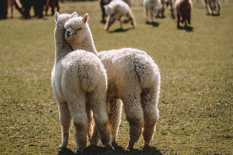 Zwei Alpakas auf einer Weide