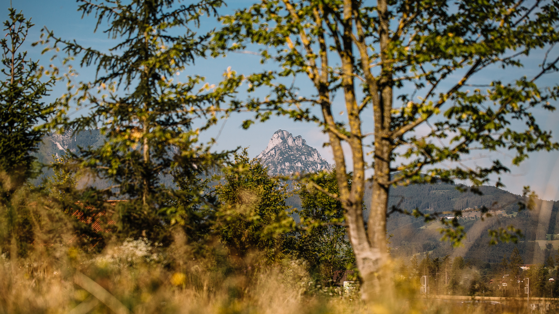 Baum in warmer Abendsonne auf ruhiger Landschaft