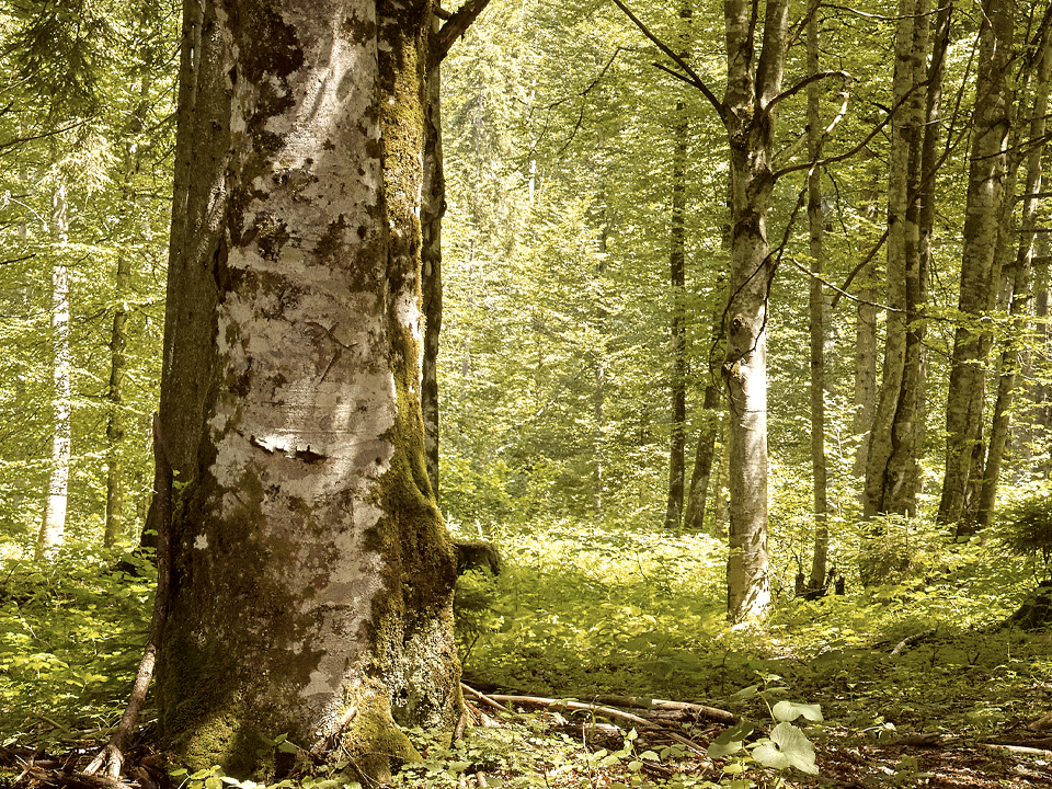 wunderschöner grüner Wald