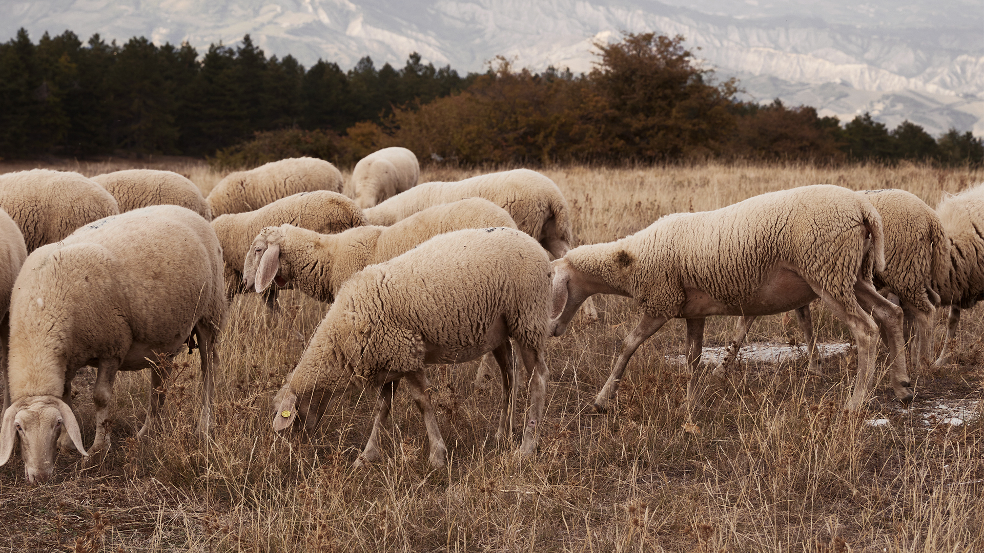 Eine Schafherde grast auf einer trockenen Wiese