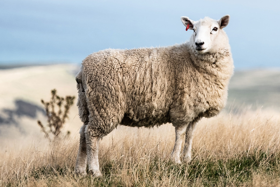 Schaf steht auf Wiese