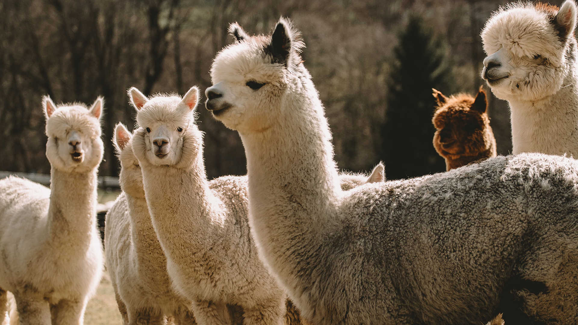 Alpakas in der Herde