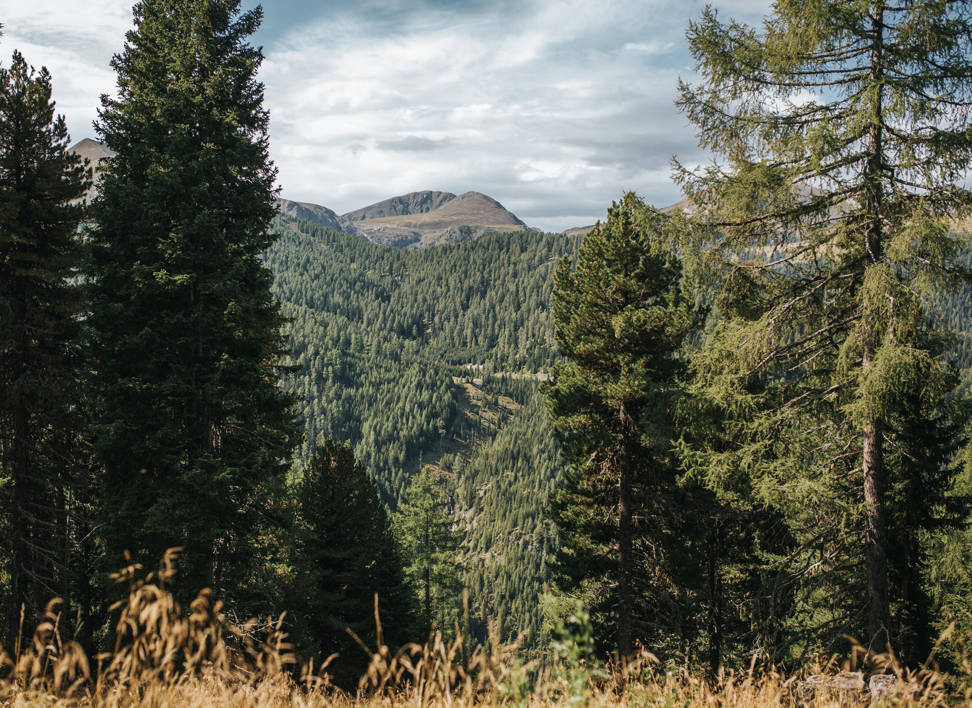 Berglandschaft, die von dichten Nadelwäldern geprägt ist