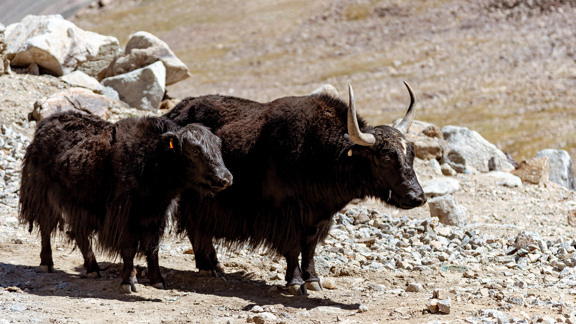 Zwei Yaks in bergiger Landschaft