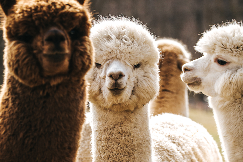 Weiße und braune Alpakas stehen in einer Herde