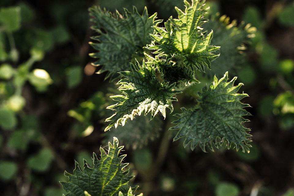 Grüne Pflanze mit zackigen Blättern
