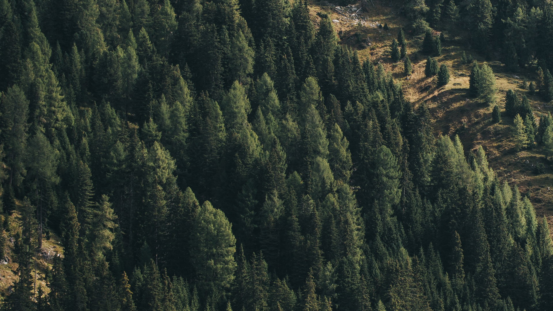 Ausschnitt eines Waldbildes