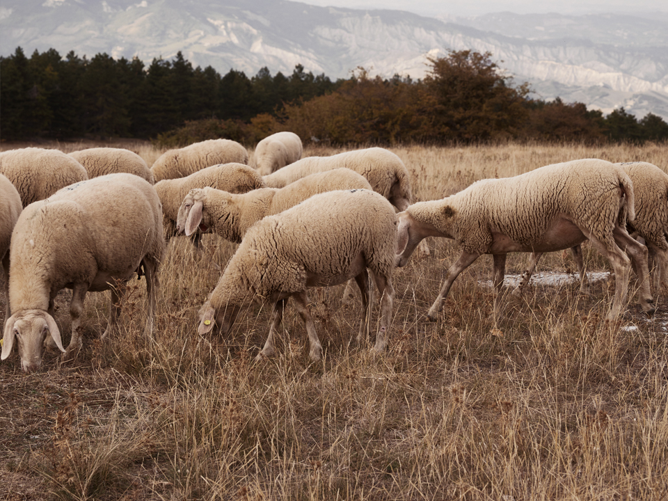 Schafe grasen auf einer Weide