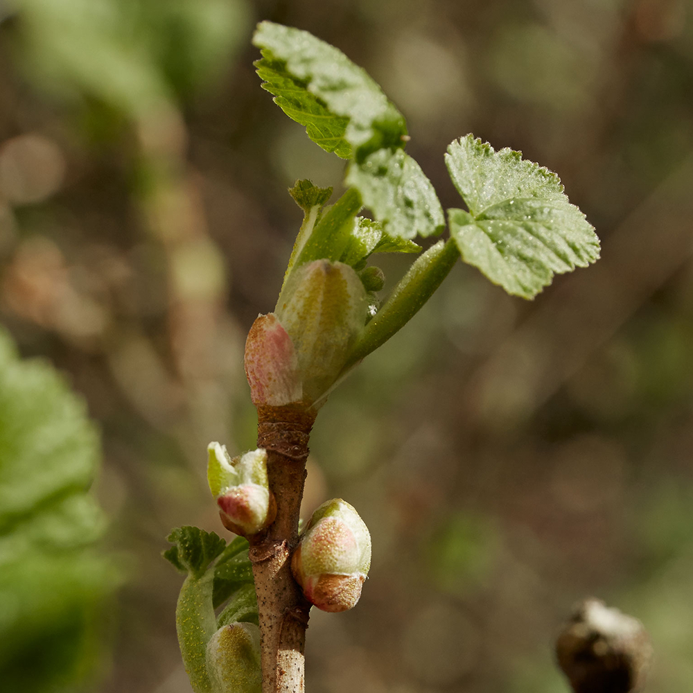 Ribiselknospe an Ast mit grünen Blättern