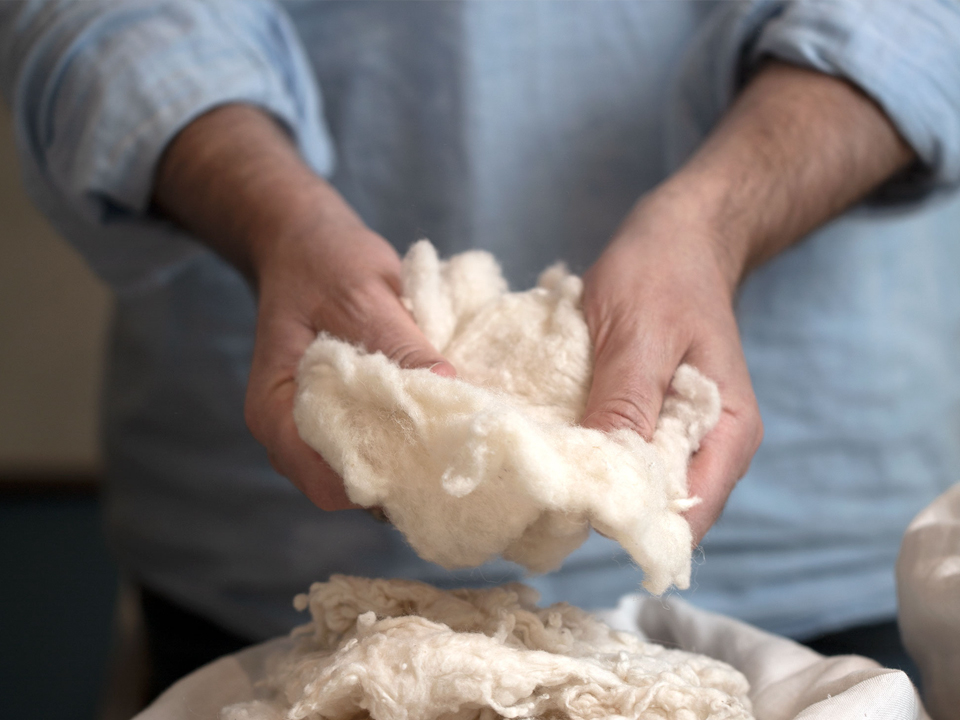 ein Mann hält Schafschurwolle in den Händen