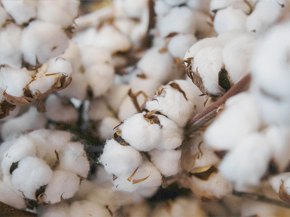 Baumwoll-Zweige mit Baumwollfasern