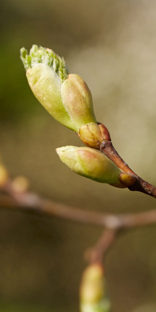 Lindenknospe an Zweig