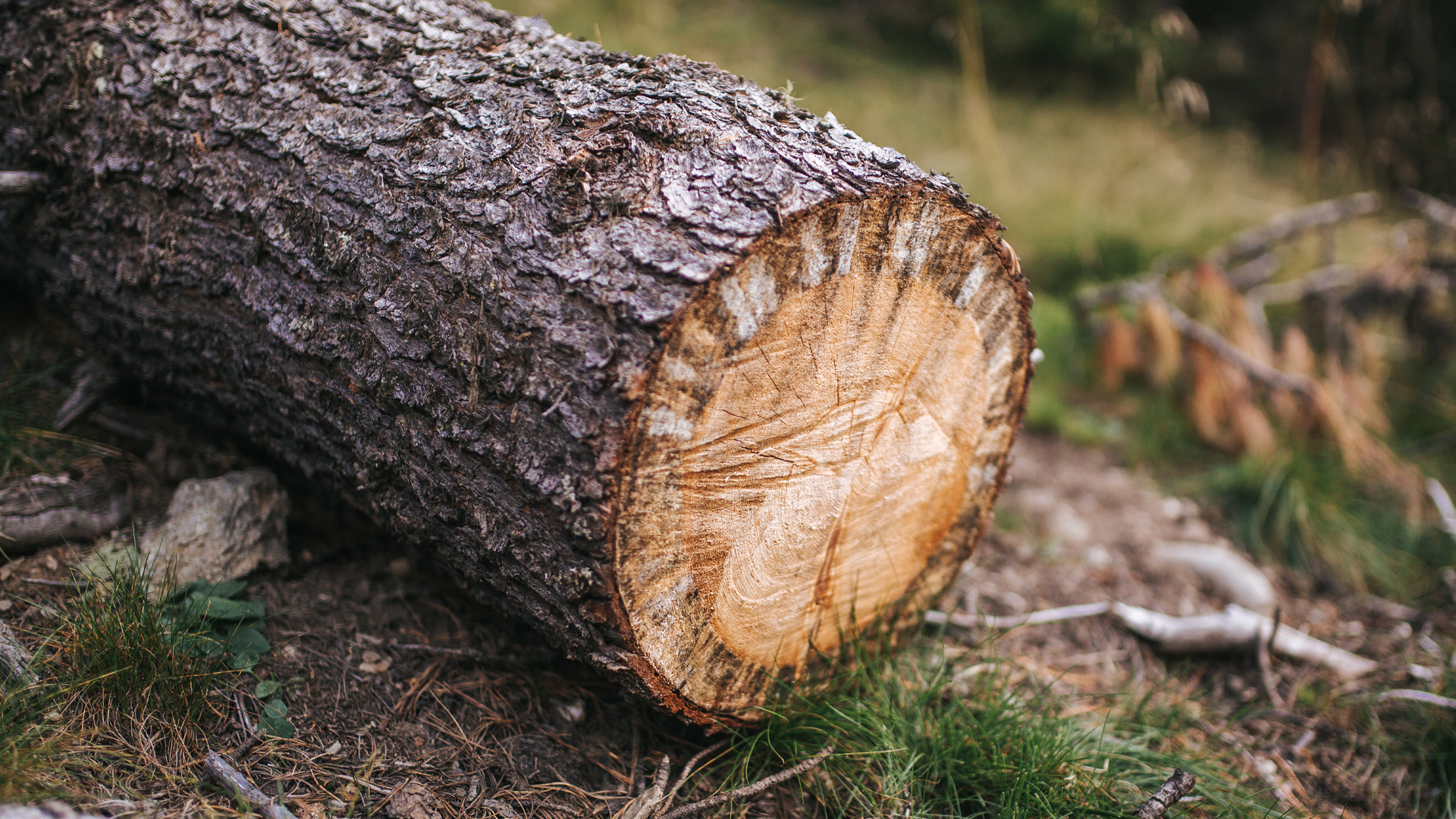 Baumstamm am Waldboden