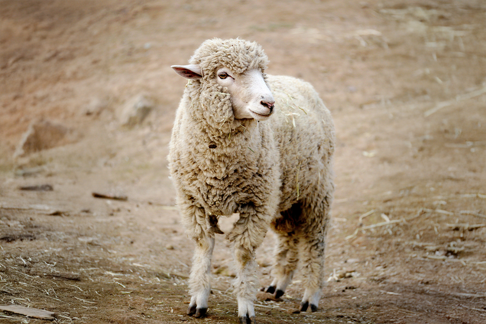 Ein Schaf steht auf einem Berg und blickt in die Ferne