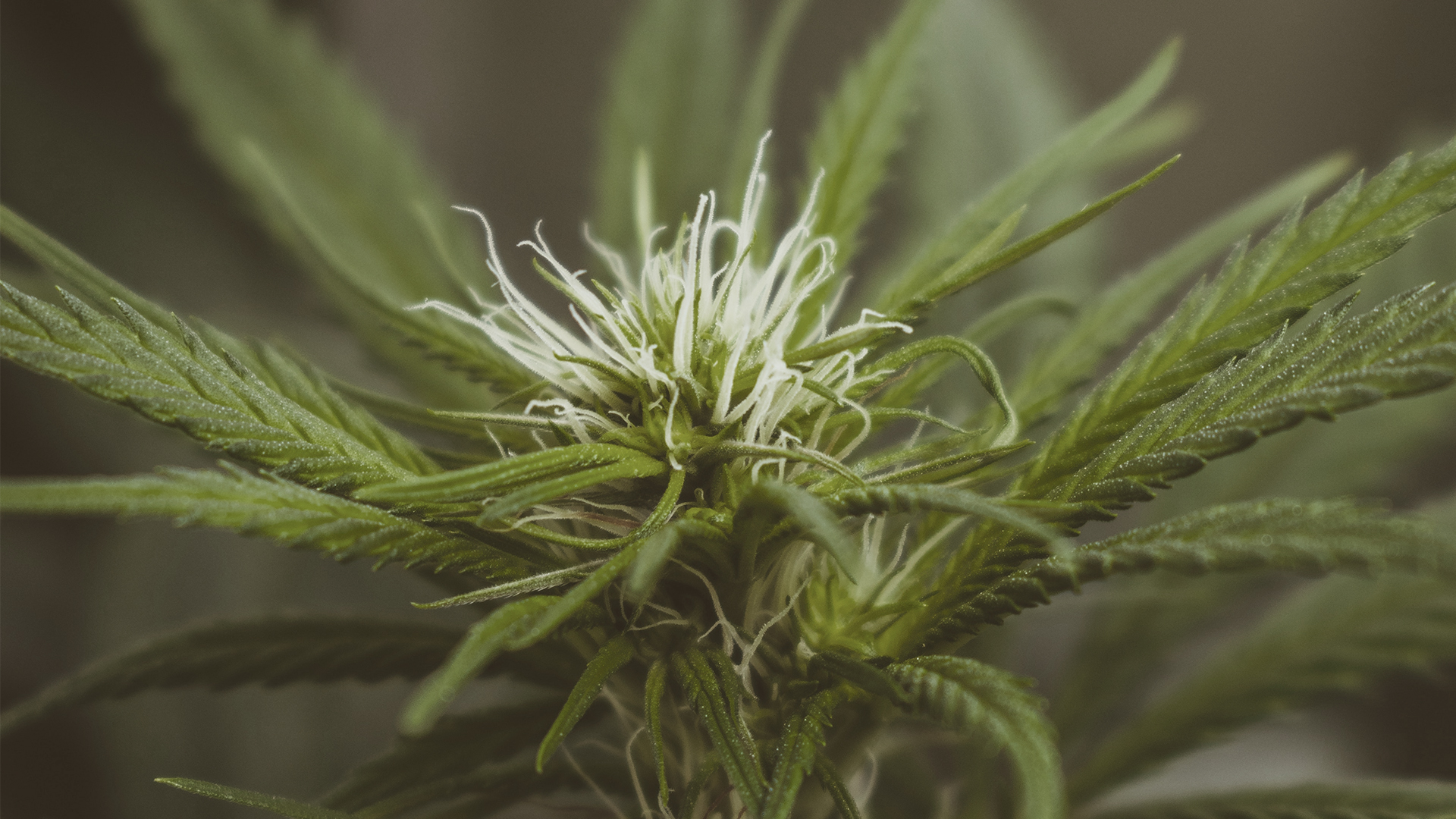 Hanfpflanze mit weißen Blüten