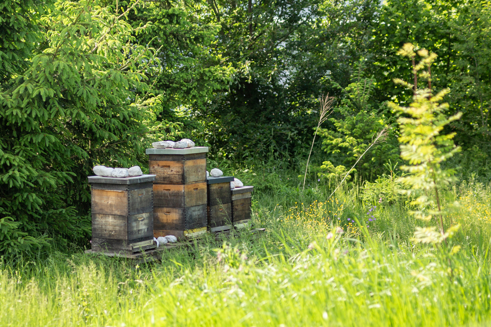 Bienenstöcke im Gras am Waldrand in natürlicher Umgebung
