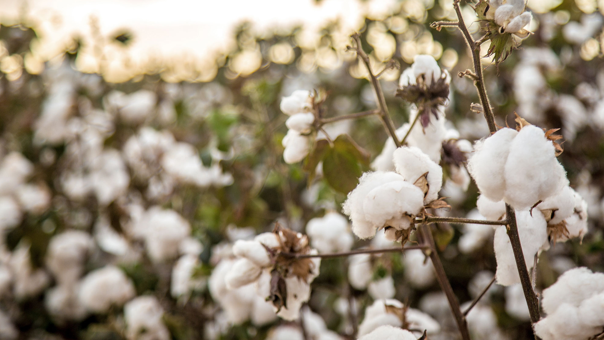 Baumwollblüten in einer Baumwollplantage