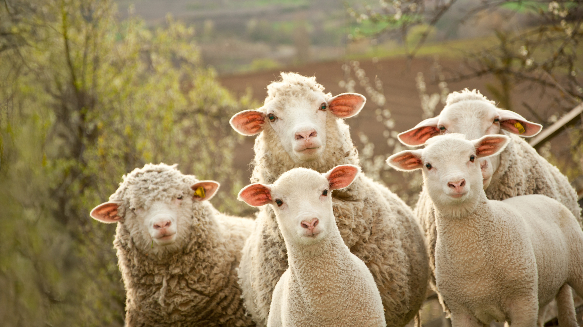 Schafe mit ihren Lämmern auf einer Weide stehend