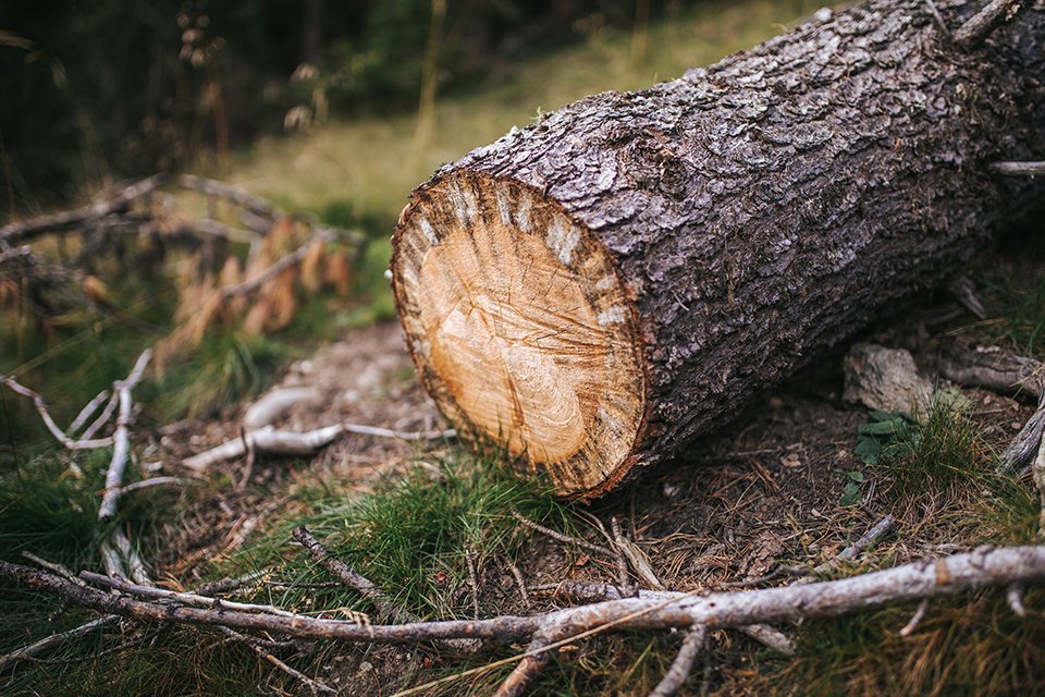 Gefällter Baumstamm im Wald mit sichtbarer frischer Schnittfläche