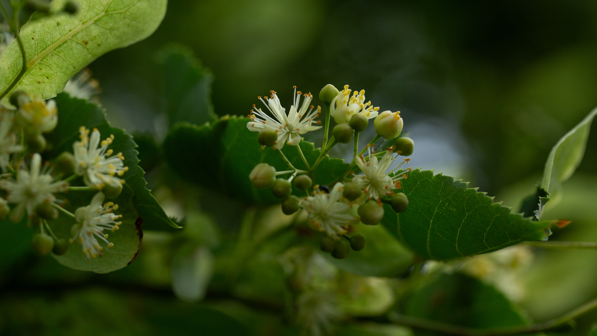Nahaufnahme von einem Lindenzweig mit Blüten