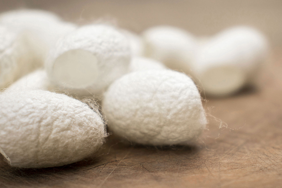 Weiße Seidenkokons liegen auf einer Holzoberfläche