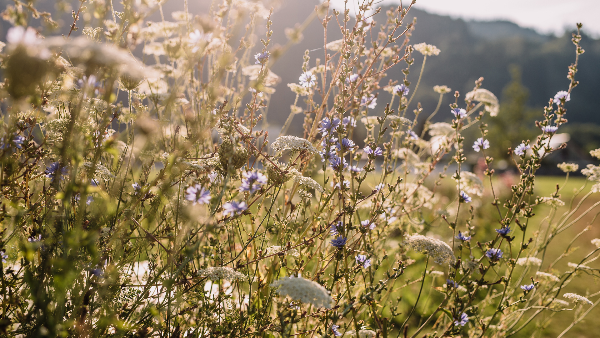 Landschaft. mit grünen Wiesen und Bergen