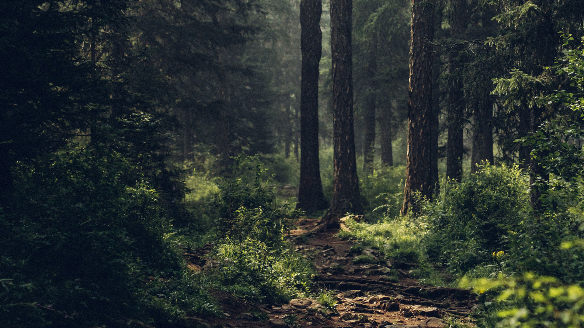 Landschaftsbild im Wald
