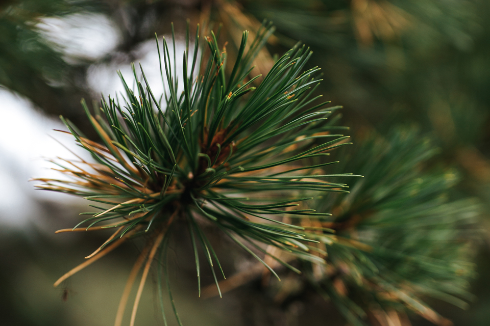Detailaufnahme Zirbenzweig