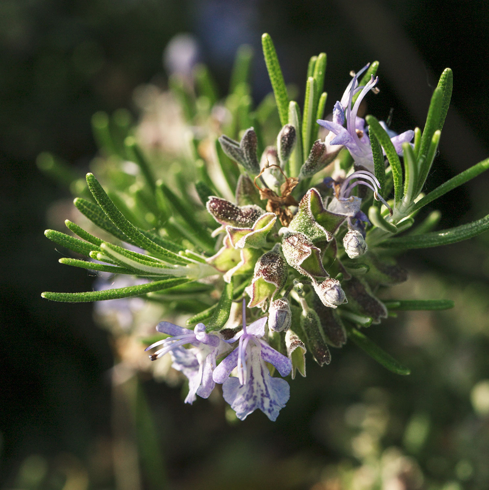 Nahaufnahme von hellvioletter Rosmarinblüte an einem grünen Zweig