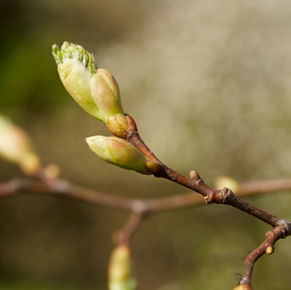 Lindenknospe an Zweig