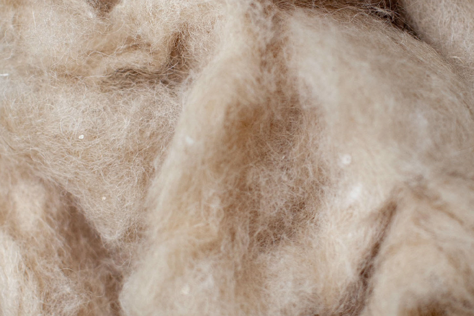 Nahaufnahme von dem geschorenen Fell eines Alpakas