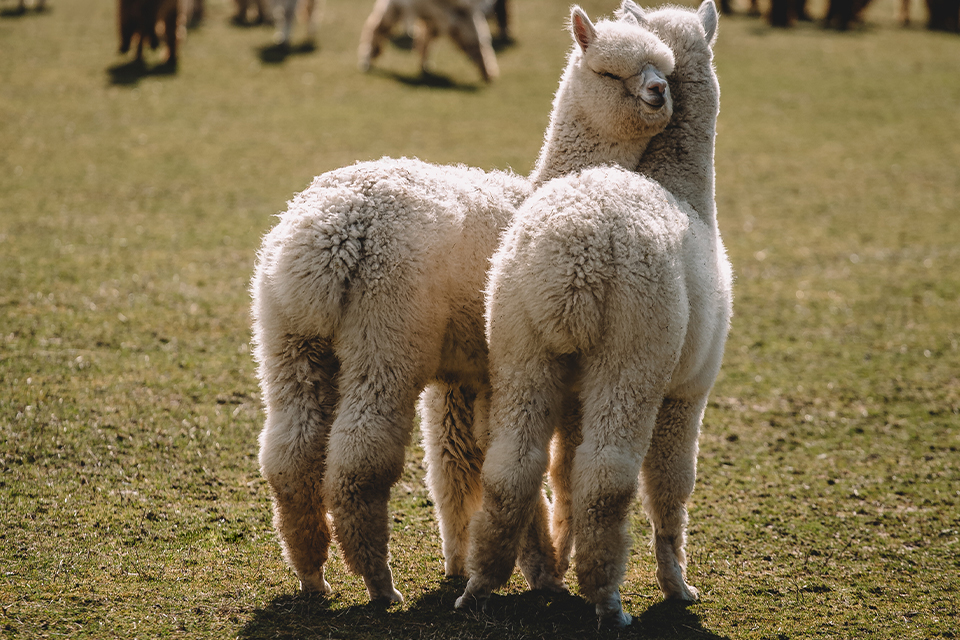 Zwei Alpakas stehen aneinander gekuschelt auf einer Wiese
