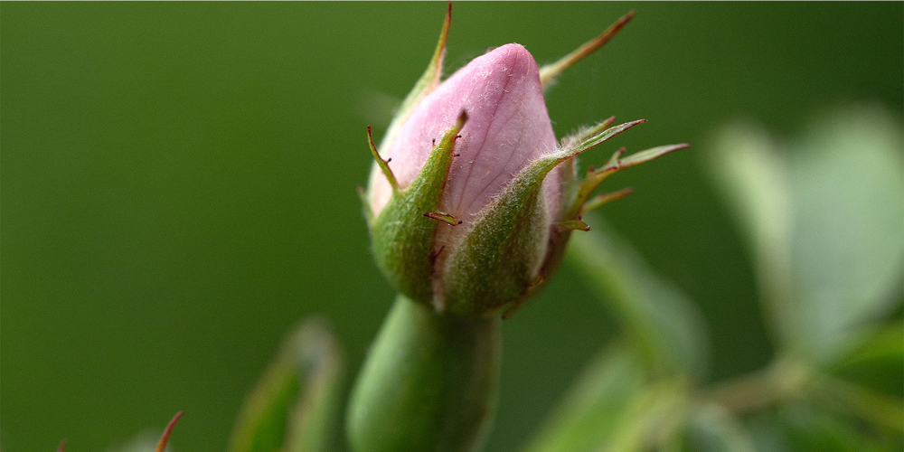 Rosa Wildrosenknospe kurz vor dem Aufblühen