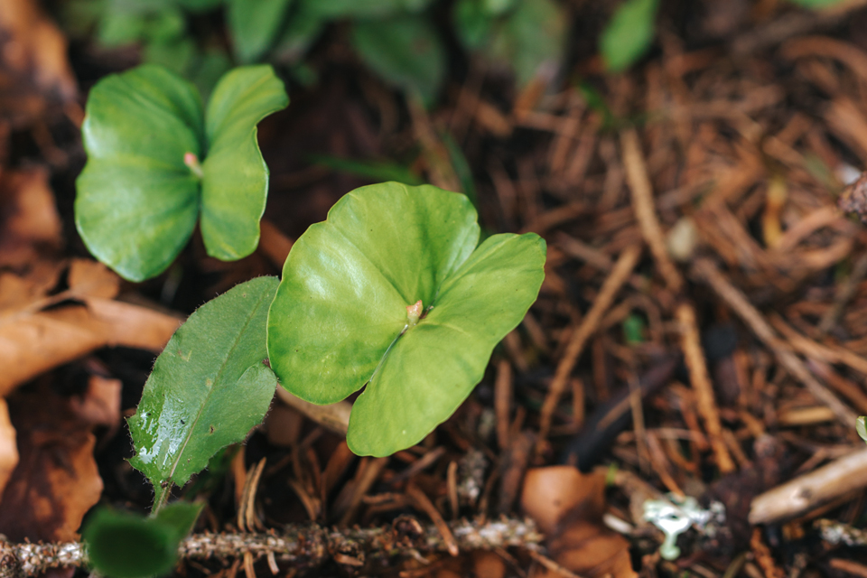 junge hellgrüne Pflanzen im Wald