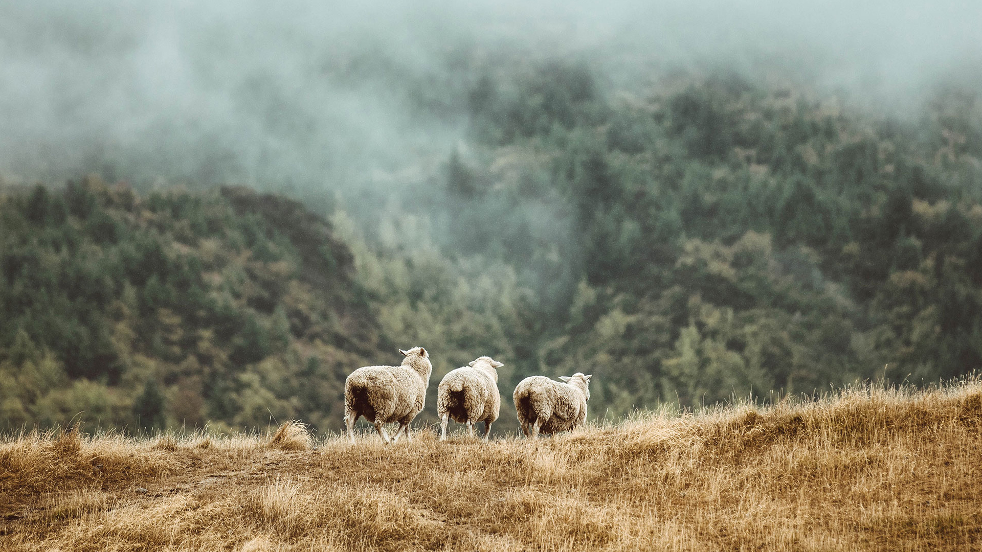 Drei Schaf stehen auf einer Wieso vor einem mit Nebel bedecktem Berg