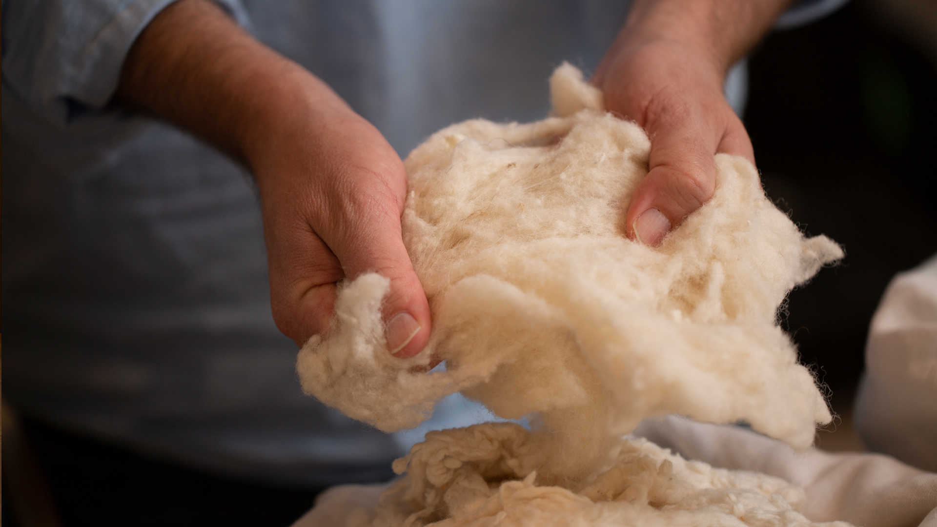 Hände halten Schurrwolle