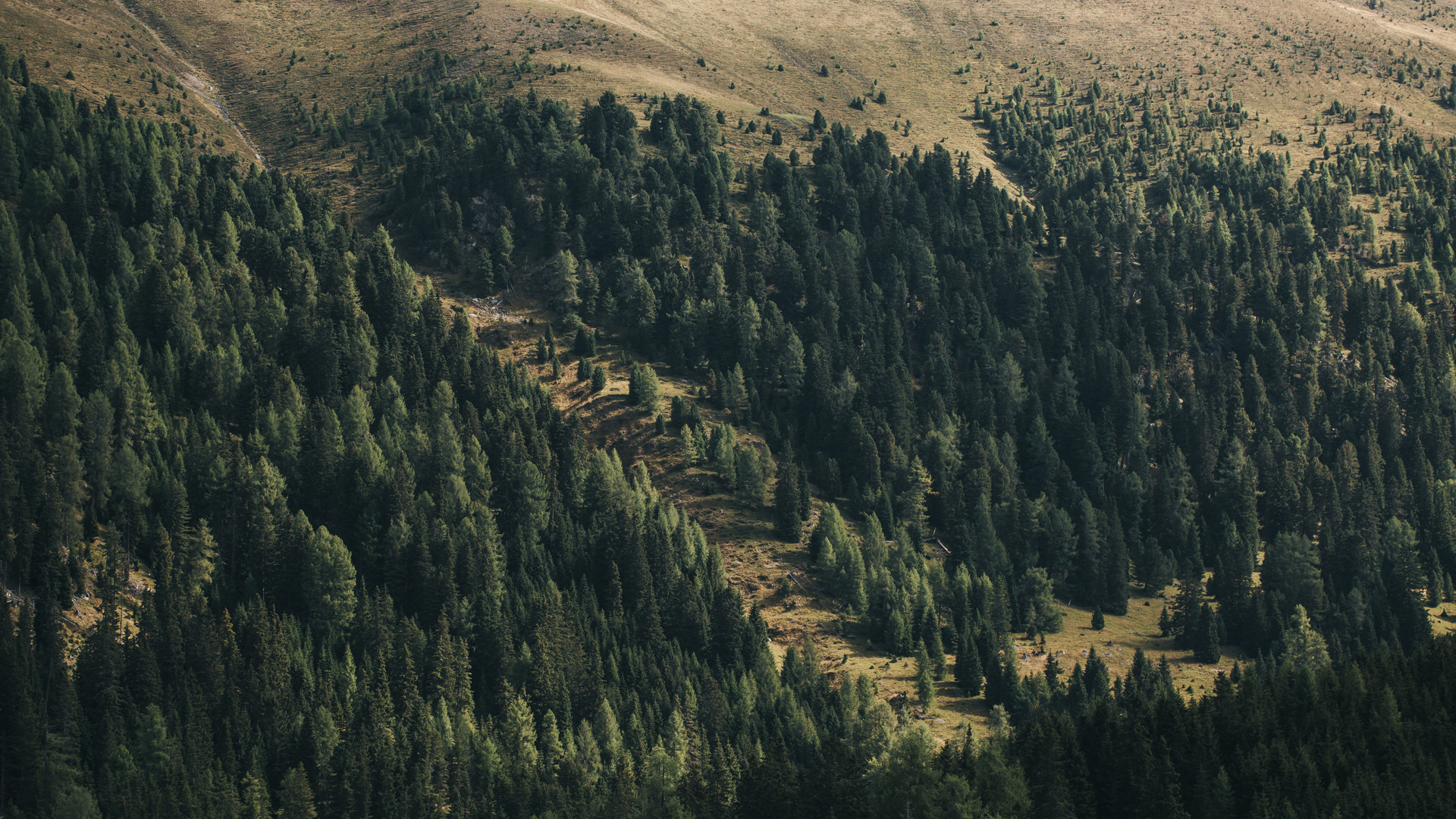 Panoramabild auf Zirbenwälder