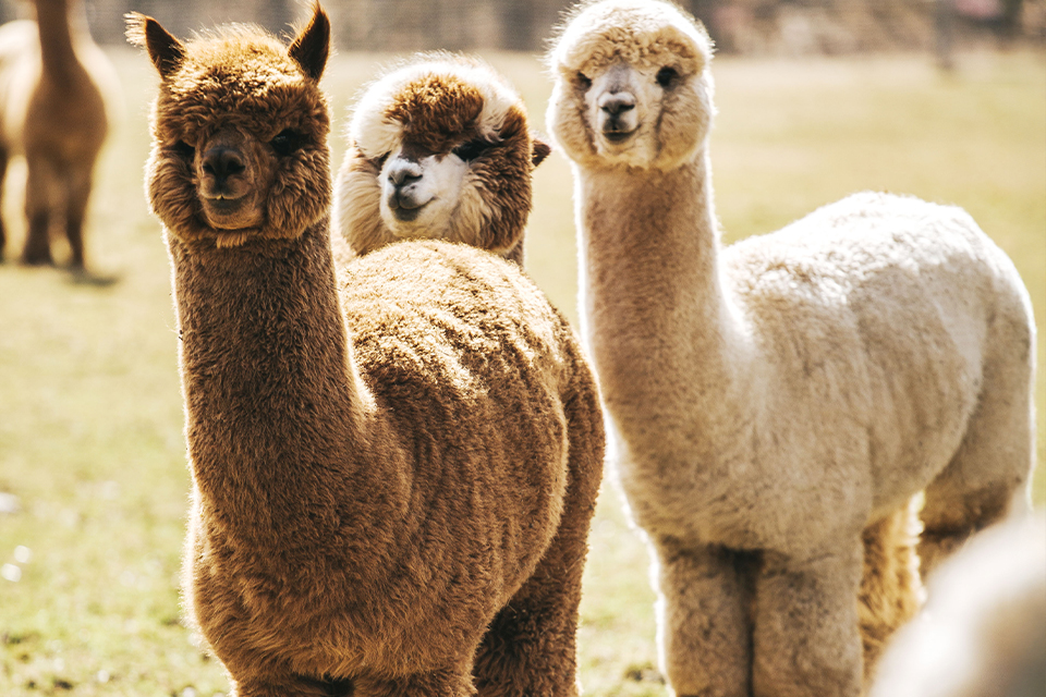 weißes und zwei braune Alpaka