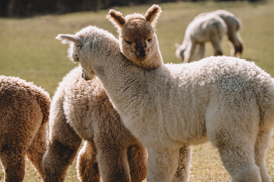 Zwei Alpakas stehen aneinander gekuschelt auf einer wiese